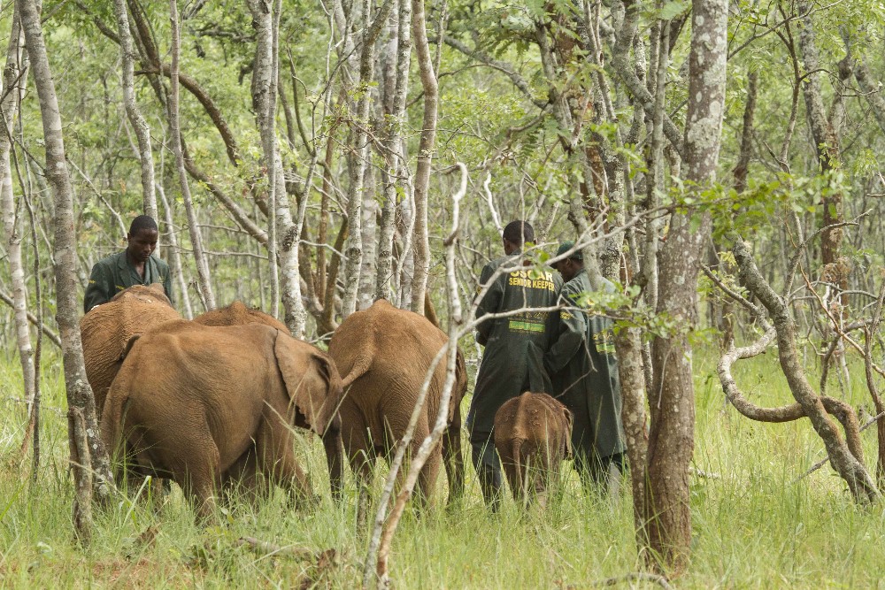 Wild Wonderful World Rewilding Orphaned Elephants in Zambia The